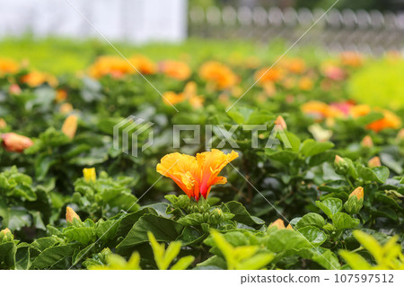 Hibiscus rosa-sinensis L blooming in the garden Hibiscus rosa-sinensis L blooming in the garden 107597512
