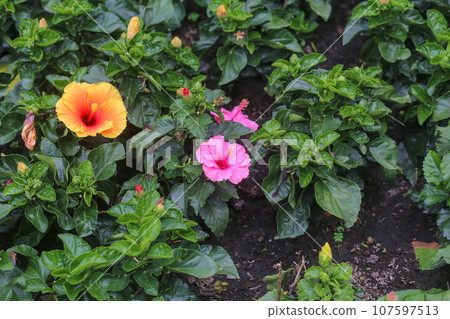 Closeup of Hibiscus rosa-sinensis L blooming in the garden Closeup of Hibiscus rosa-sinensis L blooming in the garden 107597513