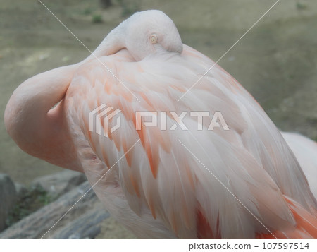 Flamingo at the zoo Flamingo at the zoo 107597514