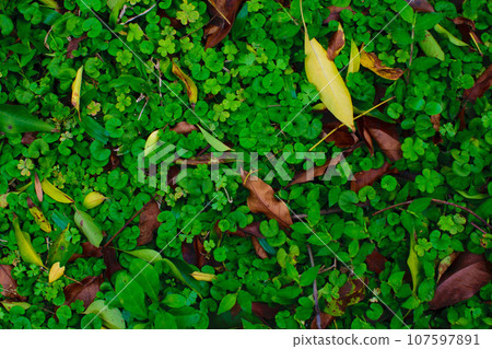 Fallen leaves and white clover 107597891