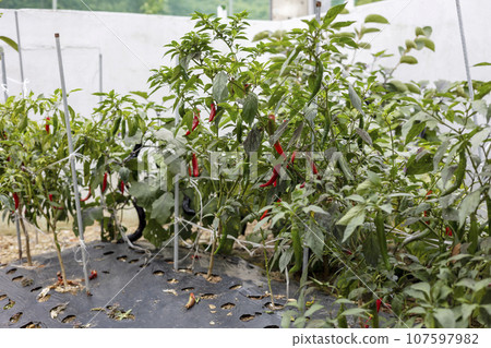 red pepper crops growing in the fields 107597982