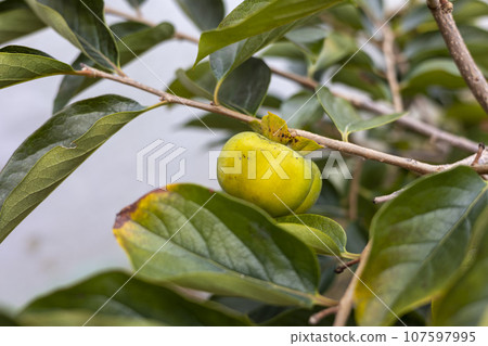 persimmon fruit grown on persimmon trees 107597995