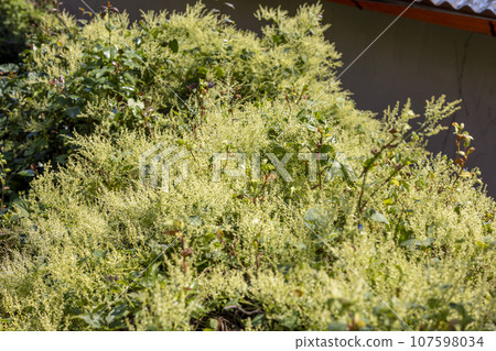 Soft and fluffy grasses 107598034