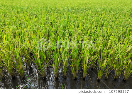 green rice plant in the water at the rice field. Asia, thailand agriculture. green rice plant in the water at the rice field. Asia, thailand agriculture. 107598357
