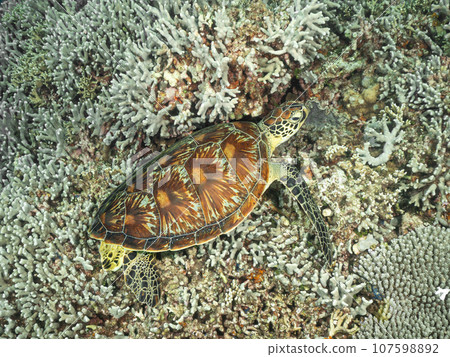 Green sea turtle resting on coral 107598892