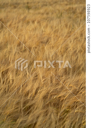 View over a grain field with ripe grain plants in rural area in late summer just before the harvest 107598923