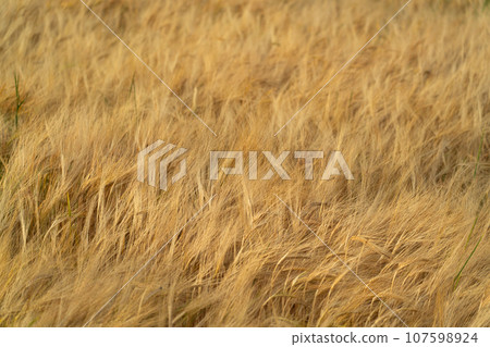 View over a grain field with ripe rye plants in rural area in late summer just before harvestingView over a grain field with ripe grain plants in rural area in late summer just before the harvest 107598924