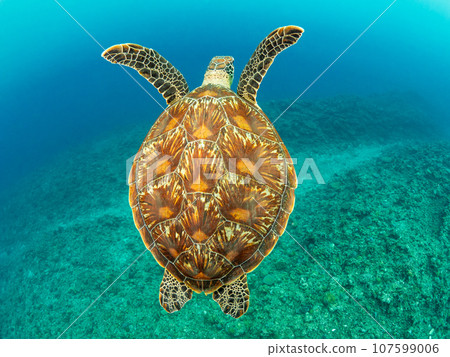 Green sea turtle swimming on coral 107599006