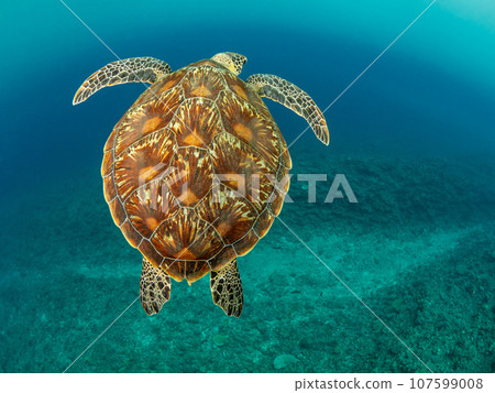 綠海龜在珊瑚上游泳 107599008