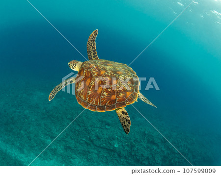 綠海龜在珊瑚上游泳 107599009