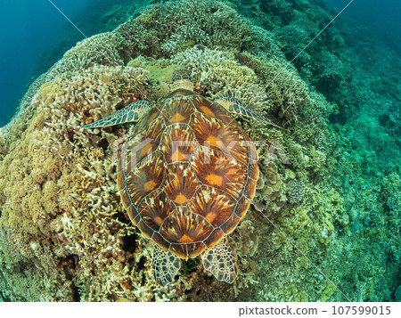 綠海龜在珊瑚上游泳 107599015