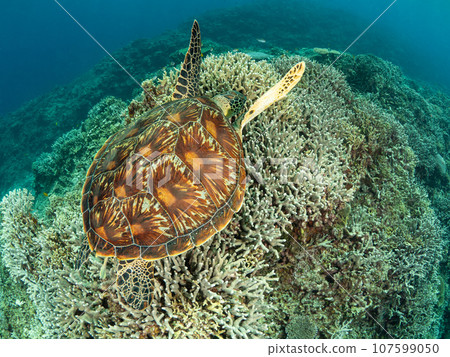 綠海龜在珊瑚上游泳 107599050