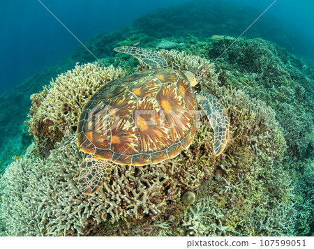 綠海龜在珊瑚上游泳 107599051