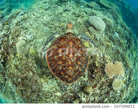 綠海龜在珊瑚上游泳 107599053