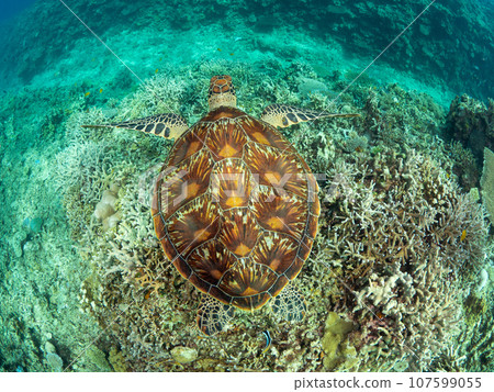 Green sea turtle swimming on coral Green sea turtle swimming on coral 107599055