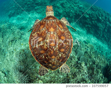 Green sea turtle swimming on coral 107599057