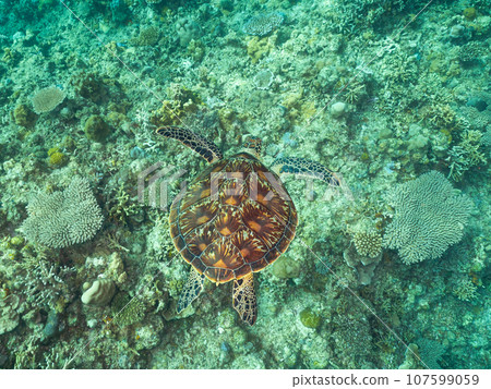 Green sea turtle swimming on coral 107599059