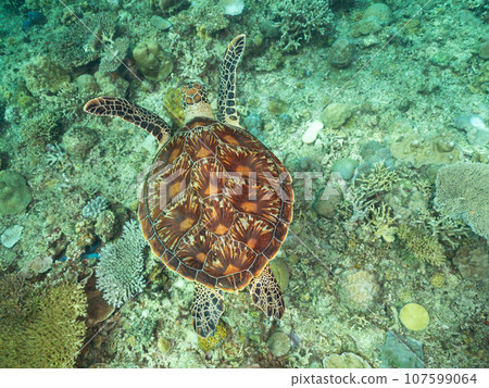 綠海龜在珊瑚上游泳 107599064