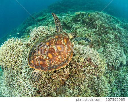 綠海龜在珊瑚上游泳 107599065