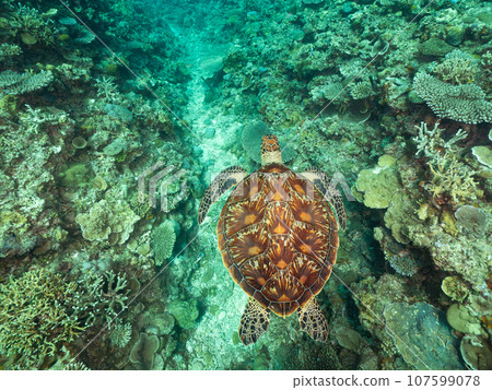 Green sea turtle swimming on coral 107599078
