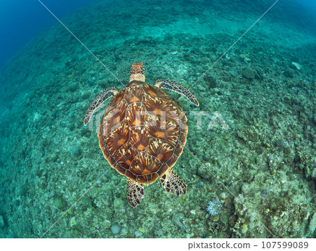 綠海龜在珊瑚上游泳 107599089