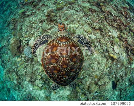 綠海龜在珊瑚上游泳 107599095
