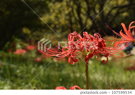 A bright red Higanbana that blooms around the time of the equinox. A bright red Higanbana that blooms around the time of the equinox. 107599534
