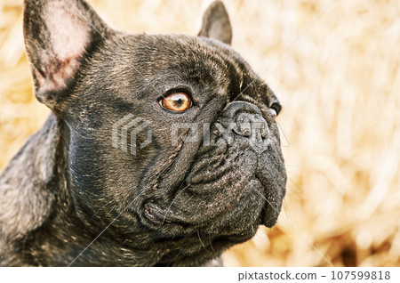 Portrait of a French brindle bulldog with black color. Animal, pet. A dog on a background of straw. Portrait of a French brindle bulldog with black color. Animal, pet. A dog on a background of straw. 107599818