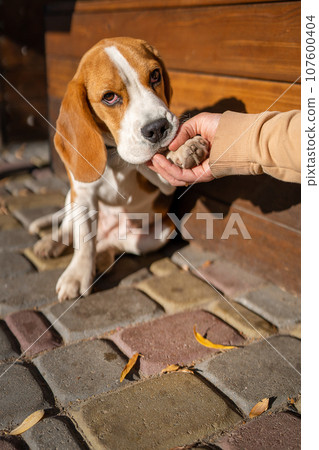 Beautiful and funny beagle puppy dog smart trained puppy gives paw to owner on the street near a cafe urban background. Cute dog portrait outdoor. 107600404