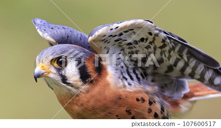 Closeup of an American Kestrel, Montreal, Canada Closeup of an American Kestrel, Montreal, Canada 107600517