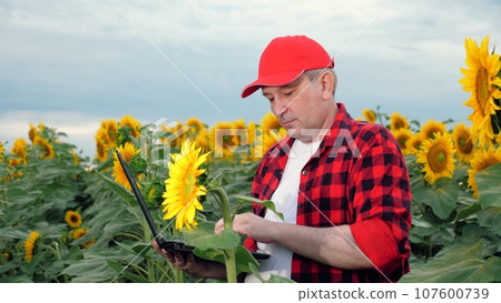 Farmer with laptop studies sunflower growth process in agricultural field. Farmer checks blooming sunflowers with laptop. Farmer uses computer technology in sunflowers cultivation at farm Farmer with laptop studies sunflower growth process in agricultural field. Farmer checks blooming sunflowers with laptop. Farmer uses computer technology in sunflowers cultivation at farm 107600739