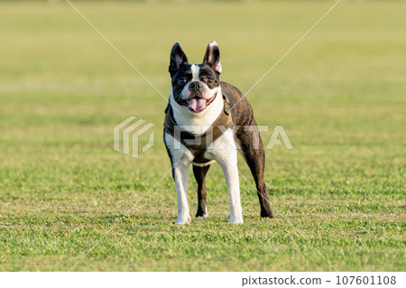 Boston Terrier Boston Terrier 107601108