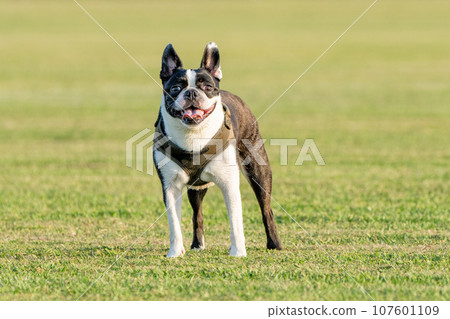 Boston Terrier Boston Terrier 107601109