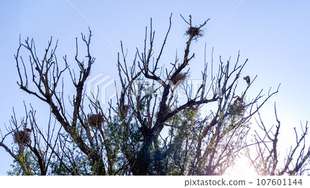 High atop a towering tree, a Great Blue Heron gracefully nests, showcasing its natural elegance in a peaceful setting. 107601144