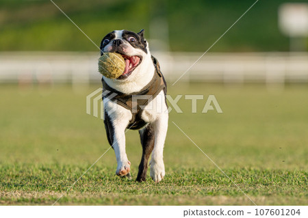 波士頓梗犬打球 波士頓梗犬打球 107601204
