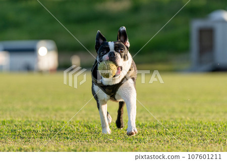 boston terrier playing ball 107601211