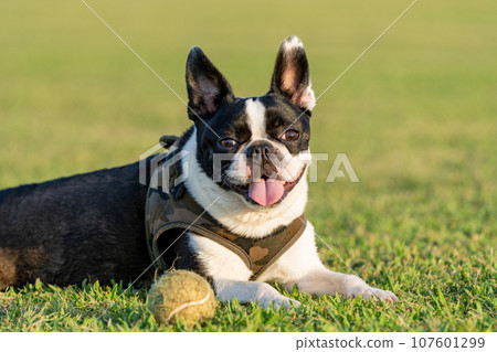 Boston Terrier 107601299