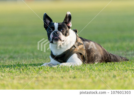 Boston Terrier Boston Terrier 107601303
