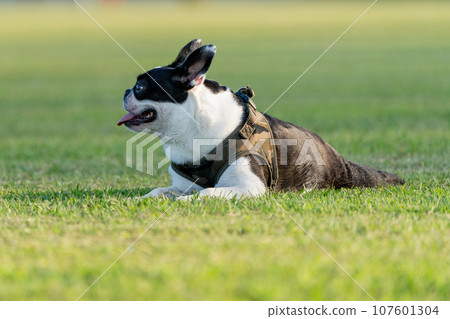 Boston Terrier Boston Terrier 107601304