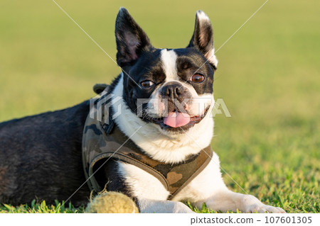 Boston Terrier Boston Terrier 107601305
