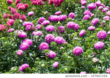 Big purple Aster Flower Garden. 107601368