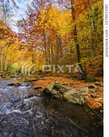 river with rocky shore covered in fallen foliage. forested nature scenery in autumn river with rocky shore covered in fallen foliage. forested nature scenery in autumn 107601480