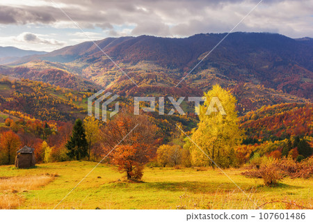trees on the rolling hills of mountainous countryside landscape in morning light. scenery of carpathian rural area in autumn season trees on the rolling hills of mountainous countryside landscape in morning light. scenery of carpathian rural area in autumn season 107601486