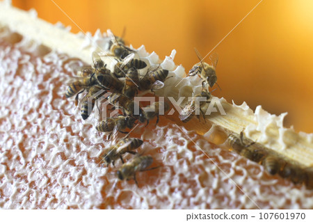 The beekeeper holds a nesting frame with honey and bees in his hands. Close-up. Agricultural concept. The beekeeper holds a nesting frame with honey and bees in his hands. Close-up. Agricultural concept. 107601970