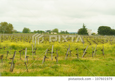 Vineyards in the province of Aquitaine in spring. Vineyards in the province of Aquitaine in spring. 107601979