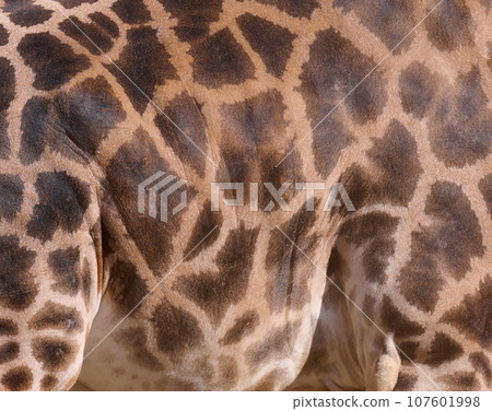 Texture of giraffe fur, fragment of the animal's body Texture of giraffe fur, fragment of the animal's body 107601998