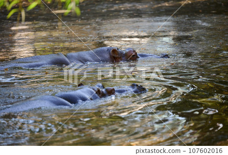An adult hippopotamus swims in a pond on an autumn day 107602016