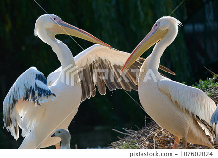 White pelican spread its wings on the pond White pelican spread its wings on the pond 107602024