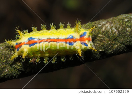 Larva of the black-capped moth 107602339