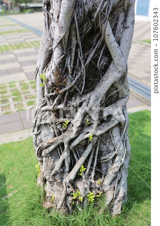 Banyan tree at Anping Fort. Tainan City, Taiwan Banyan tree at Anping Fort. Tainan City, Taiwan 107602343